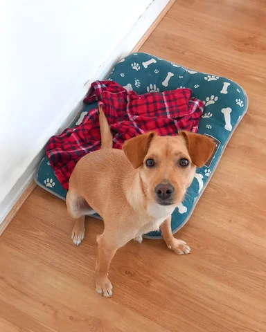 Phone photo of the same dog sitting on its bed