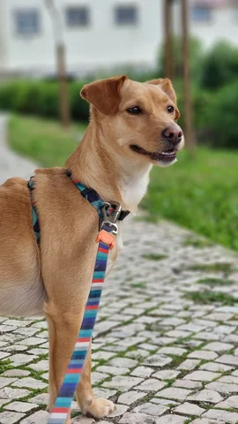 Phone photo of the same dog on a cobbled path